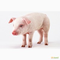 Куплю свиней (f1)
