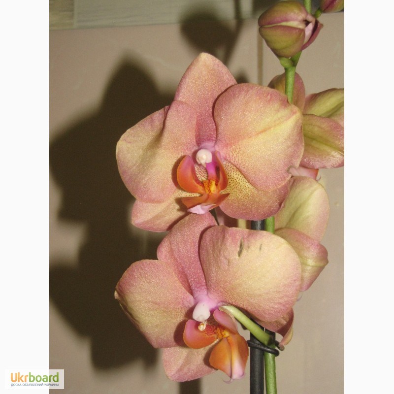 Фото 10. Продам орхидеи цветущие и не цветущие