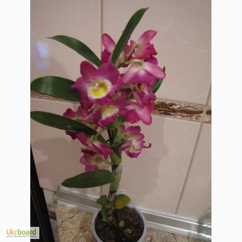 Фото 11. Продам орхидеи цветущие и не цветущие