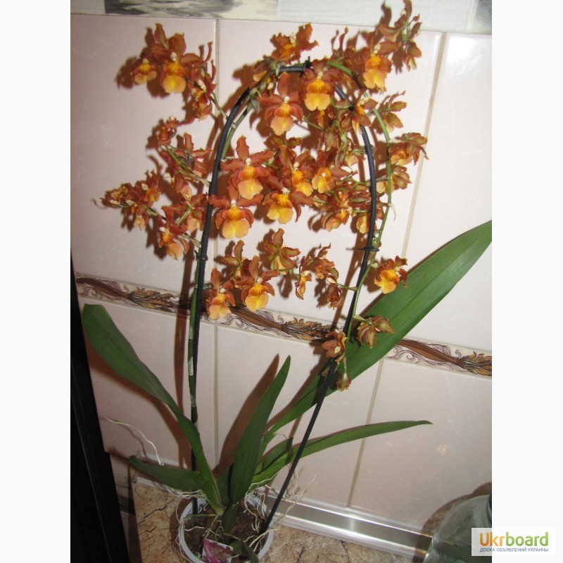 Фото 12. Продам орхидеи цветущие и не цветущие