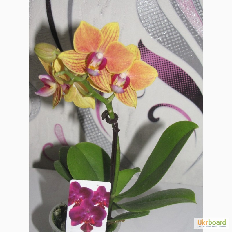 Фото 15. Продам орхидеи цветущие и не цветущие