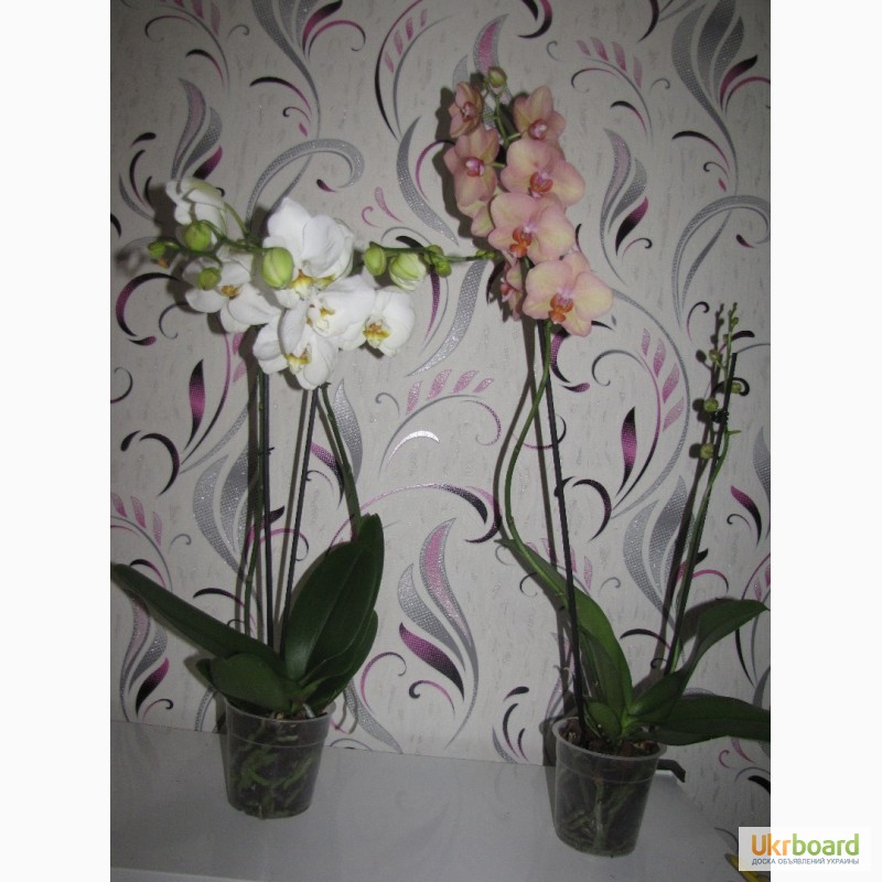 Фото 17. Продам орхидеи цветущие и не цветущие