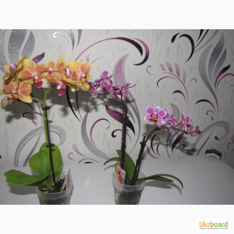 Фото 18. Продам орхидеи цветущие и не цветущие