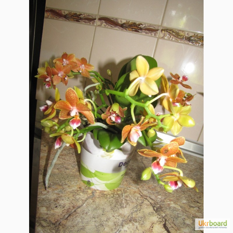 Фото 2/20. Продам орхидеи цветущие и не цветущие