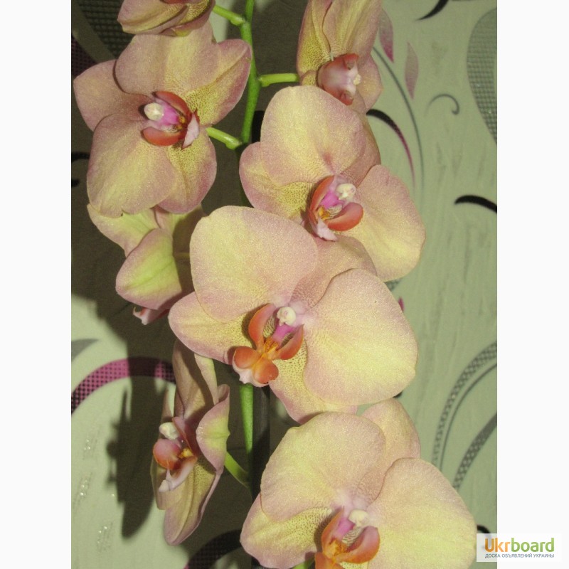 Фото 20. Продам орхидеи цветущие и не цветущие