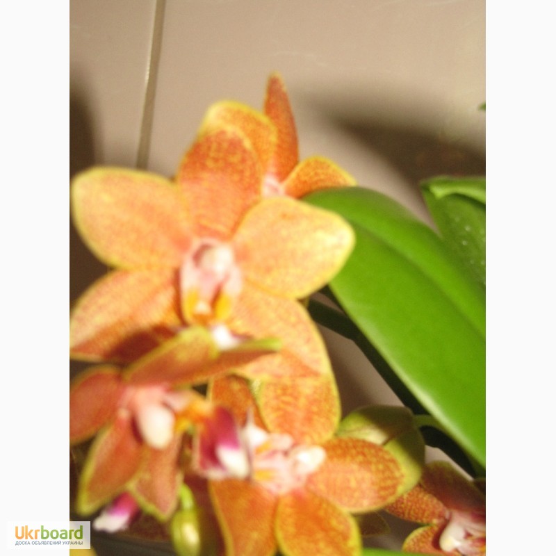 Фото 3. Продам орхидеи цветущие и не цветущие