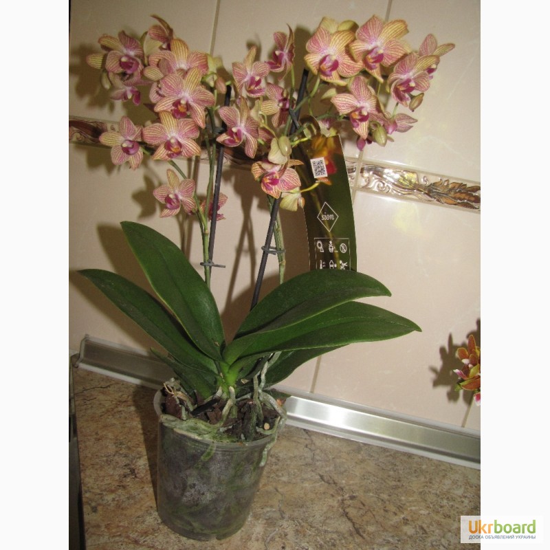 Фото 5. Продам орхидеи цветущие и не цветущие