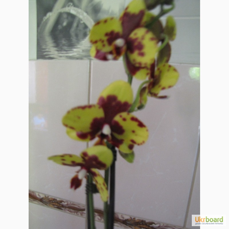 Фото 6. Продам орхидеи цветущие и не цветущие