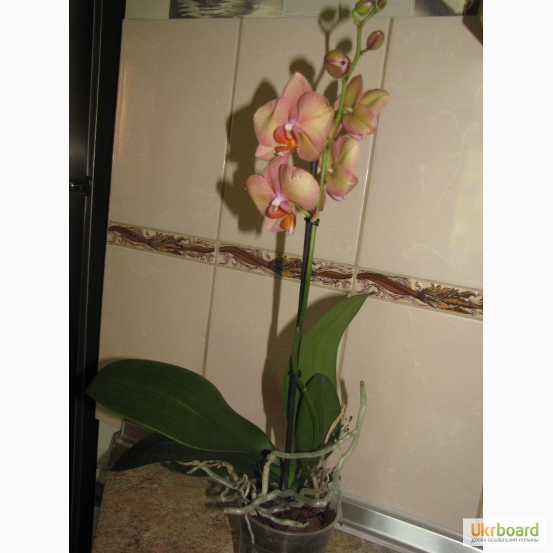 Фото 9. Продам орхидеи цветущие и не цветущие