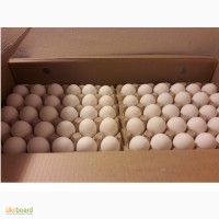 Инкубационное яйцо Росс-308, Кобб-500, Кобб-700(польша)