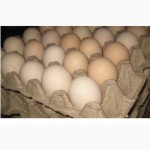 Инкубационное яйцо Росс-308, Кобб-500, Кобб-700(польша)