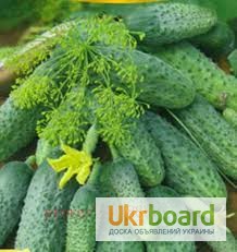Органическая зелень овощи (продам)