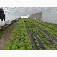 Органическая зелень овощи (продам)