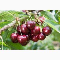 Продаю саджанці кущів та дерев смородини, малини, полуниці, винограду, яблунь, груш, слив