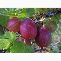 Продаю саджанці кущів та дерев смородини, малини, полуниці, винограду, яблунь, груш, слив