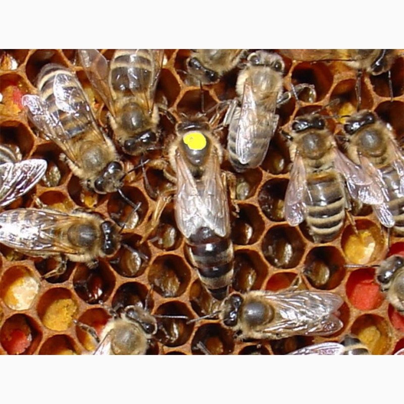 Фото 11. Матка Карпатка 2021 ПЛІДНІ БДЖОЛОМАТКИ Пчеломатки, Бджоломатки, Бджолині матки