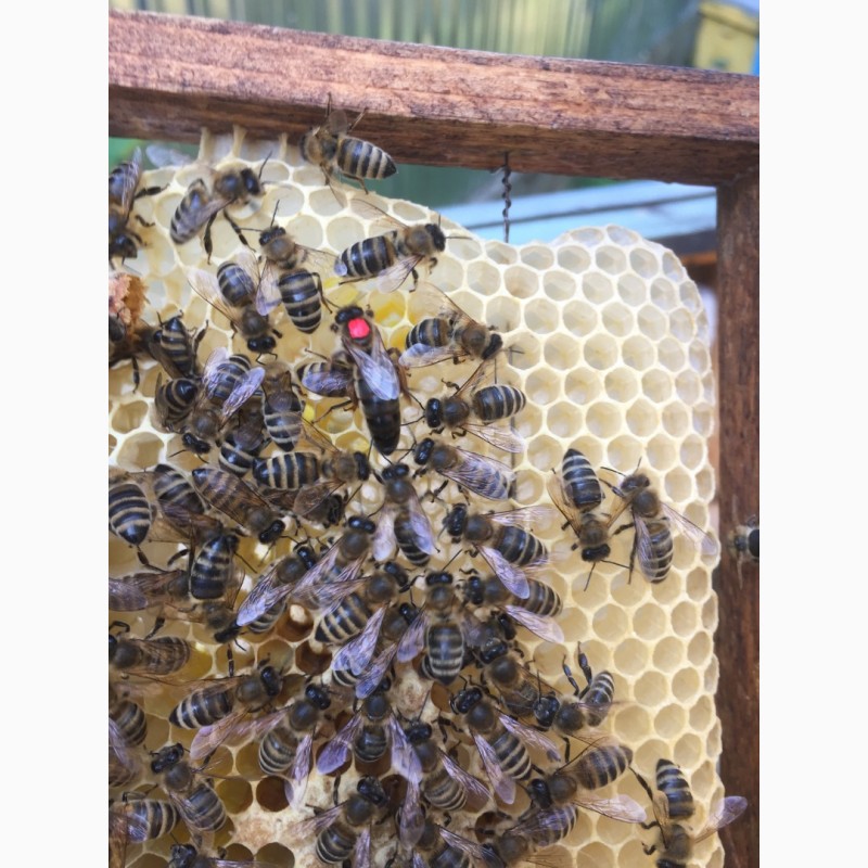 Фото 2. Матка Карпатка 2021 ПЛІДНІ БДЖОЛОМАТКИ Пчеломатки, Бджоломатки, Бджолині матки