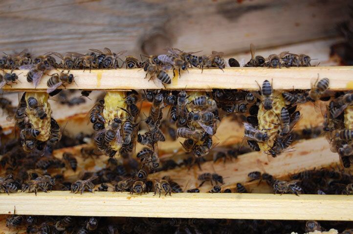 Фото 3. Матка Карпатка 2021 ПЛІДНІ БДЖОЛОМАТКИ Пчеломатки, Бджоломатки, Бджолині матки