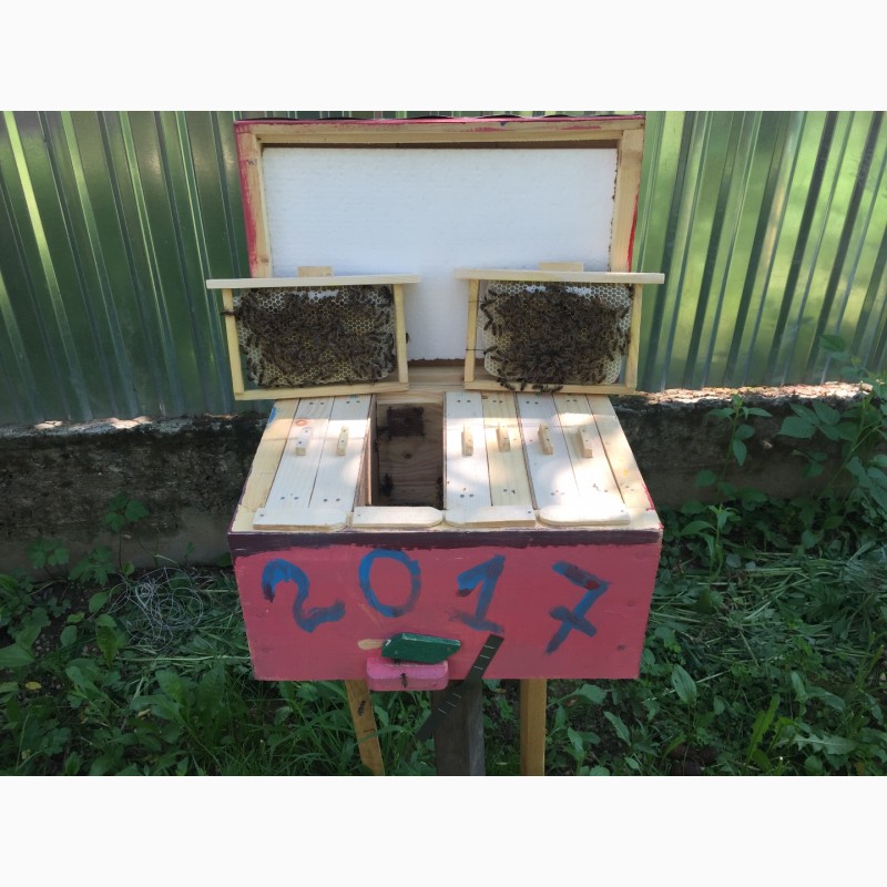 Фото 6. Матка Карпатка 2021 ПЛІДНІ БДЖОЛОМАТКИ Пчеломатки, Бджоломатки, Бджолині матки