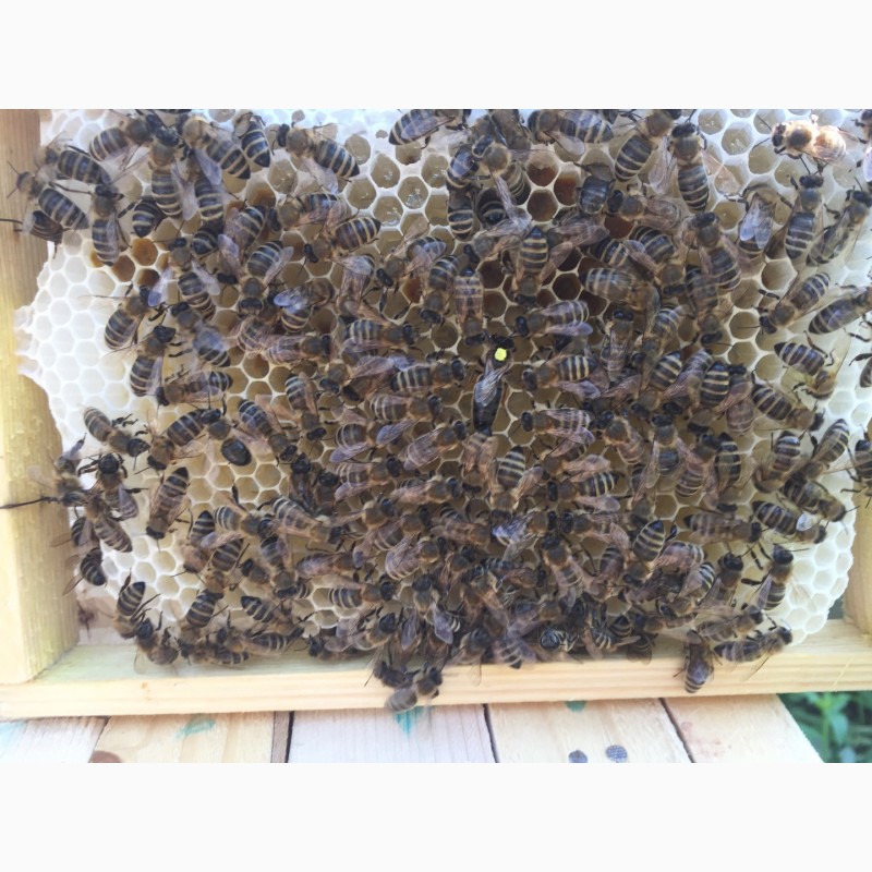 Фото 7. Матка Карпатка 2021 ПЛІДНІ БДЖОЛОМАТКИ Пчеломатки, Бджоломатки, Бджолині матки