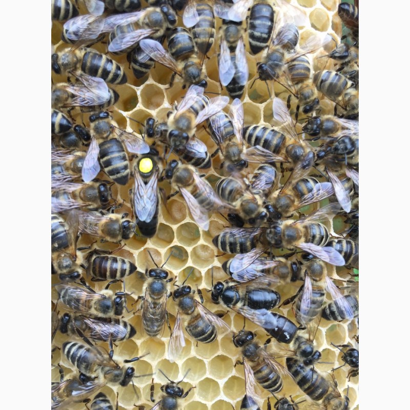 Фото 10. Матка Карпатка 2021 ПЛІДНІ БДЖОЛОМАТКИ Пчеломатки, Бджоломатки, Бджолині матки