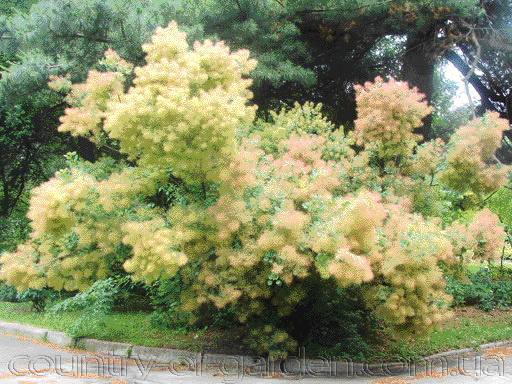 Фото 11. Продам саженцы Скумпия кожевенной и много других растений (опт от 1000 грн)