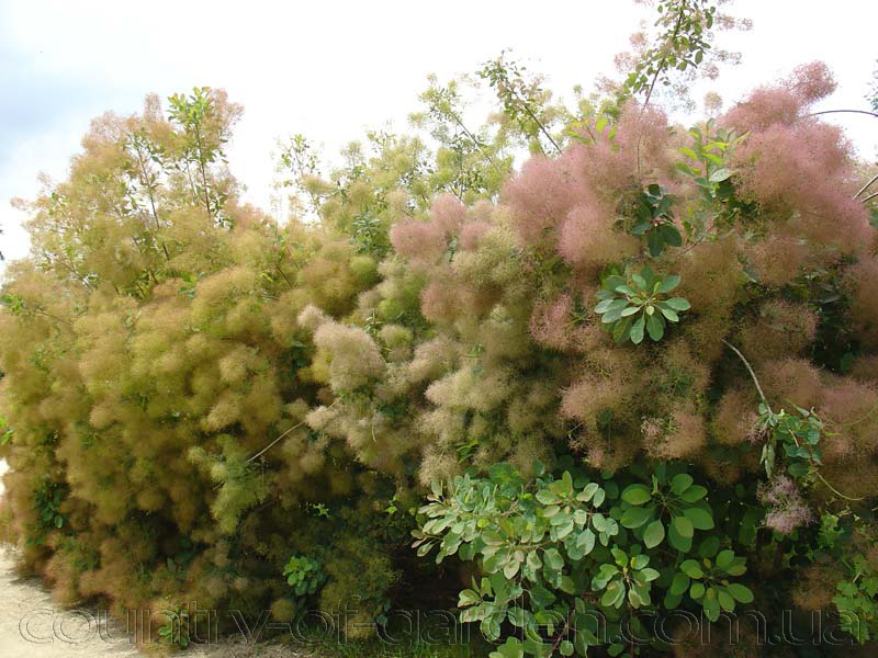 Фото 7. Продам саженцы Скумпия кожевенной и много других растений (опт от 1000 грн)