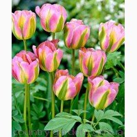 Продам луковицы Тюльпанов Виридифлора и много других растений (опт от 1000 грн)