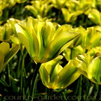 Продам луковицы Тюльпанов Виридифлора и много других растений (опт от 1000 грн)