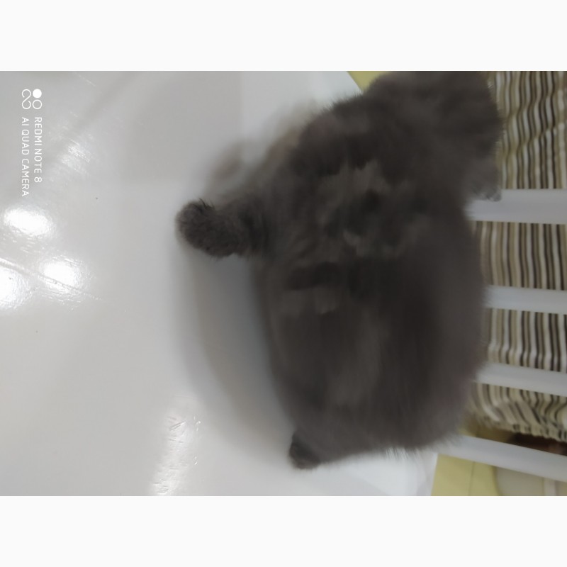 Фото 2. Продам котят мраморную вилаушку и плюшевого прямоушку