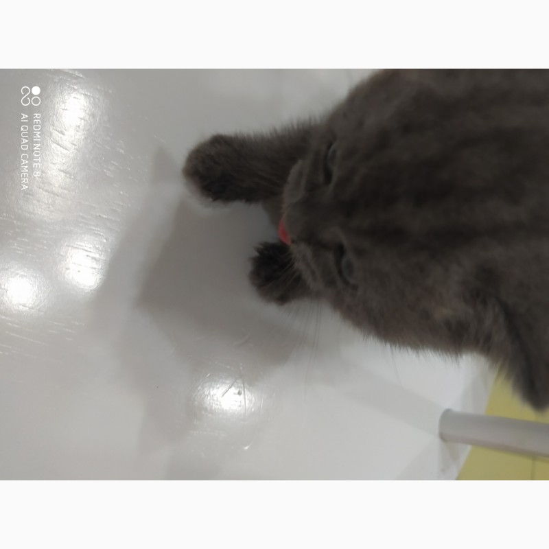 Фото 3. Продам котят мраморную вилаушку и плюшевого прямоушку