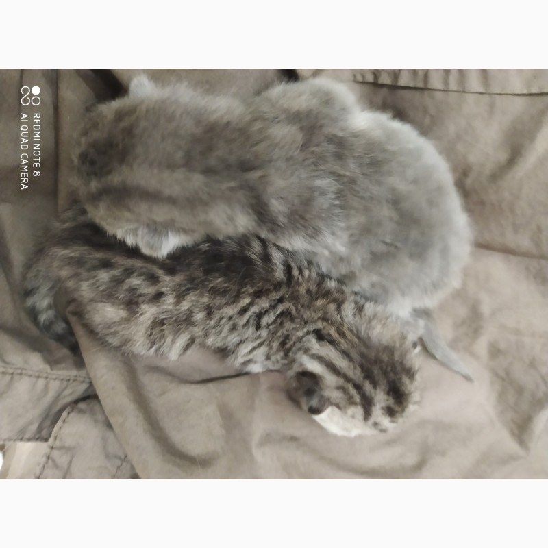 Фото 5. Продам котят мраморную вилаушку и плюшевого прямоушку