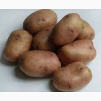 Продам картоплю (велику, середню, насіневу)