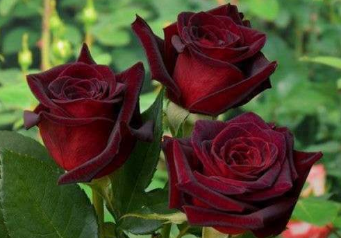 Фото 1/2. Продам Чайно-гибридную розу Black Baccara (Блек Баккара)