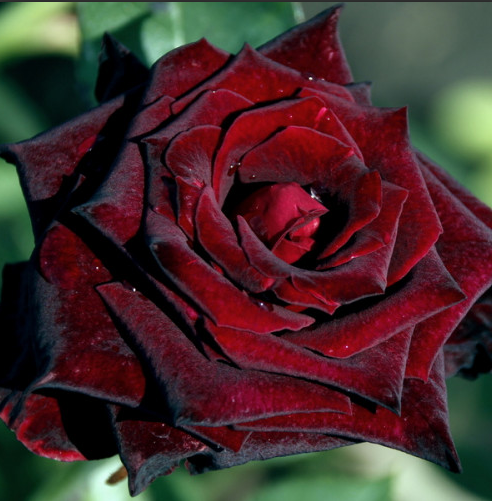 Фото 2. Продам Чайно-гибридную розу Black Baccara (Блек Баккара)