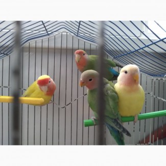 Продам попугаев неразлучники