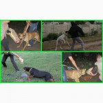 Профессиональная дрессировка собак (занятия по послушанию и защите)