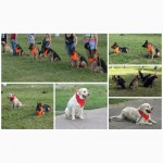 Профессиональная дрессировка собак (занятия по послушанию и защите)