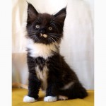 Мейн-кун котята-мальчики, окрас черный с белым, Херсонский питомник