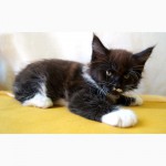 Мейн-кун котята-мальчики, окрас черный с белым, Херсонский питомник