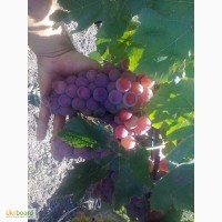 Продам виноград