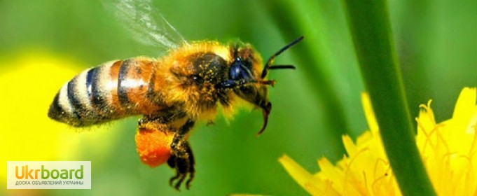 Фото 2. Продам бджолопакети 4 рр. кінець квітня