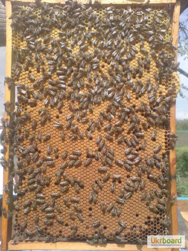 Фото 3. Продам бджолопакети 4 рр. кінець квітня
