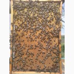 Продам бджолопакети 4 рр. кінець квітня