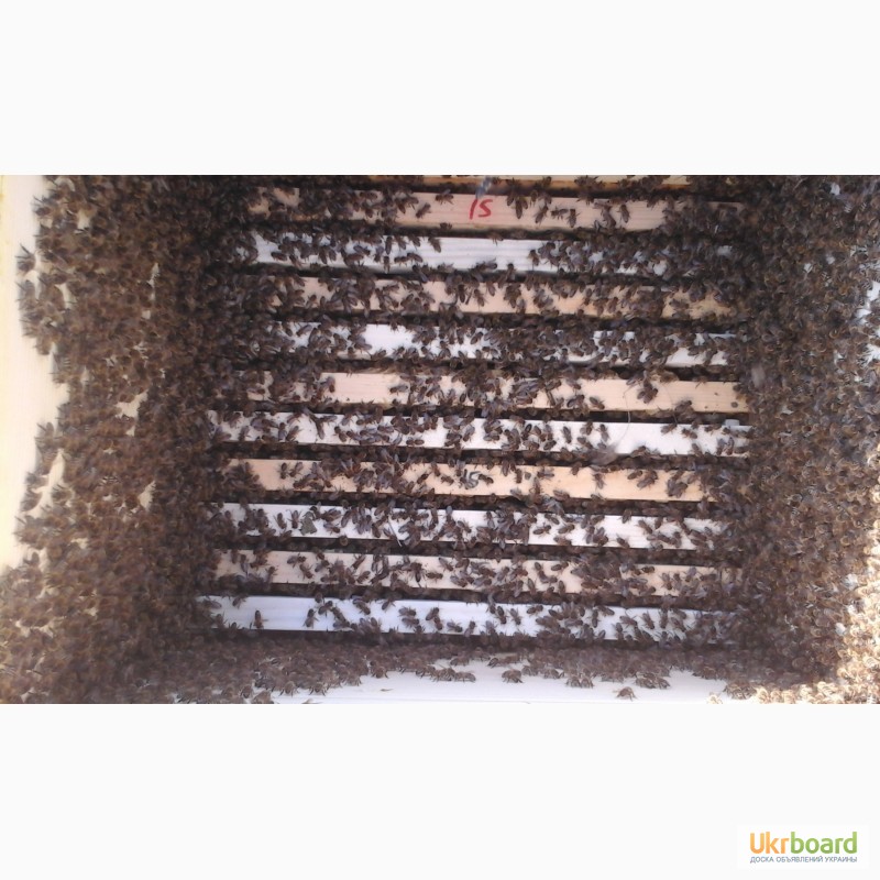 Продам бджолосім’ї карпати рамки дадана, рута, українська. Доставка