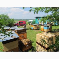 Продам бджолосім’ї карпати рамки дадана, рута, українська. Доставка