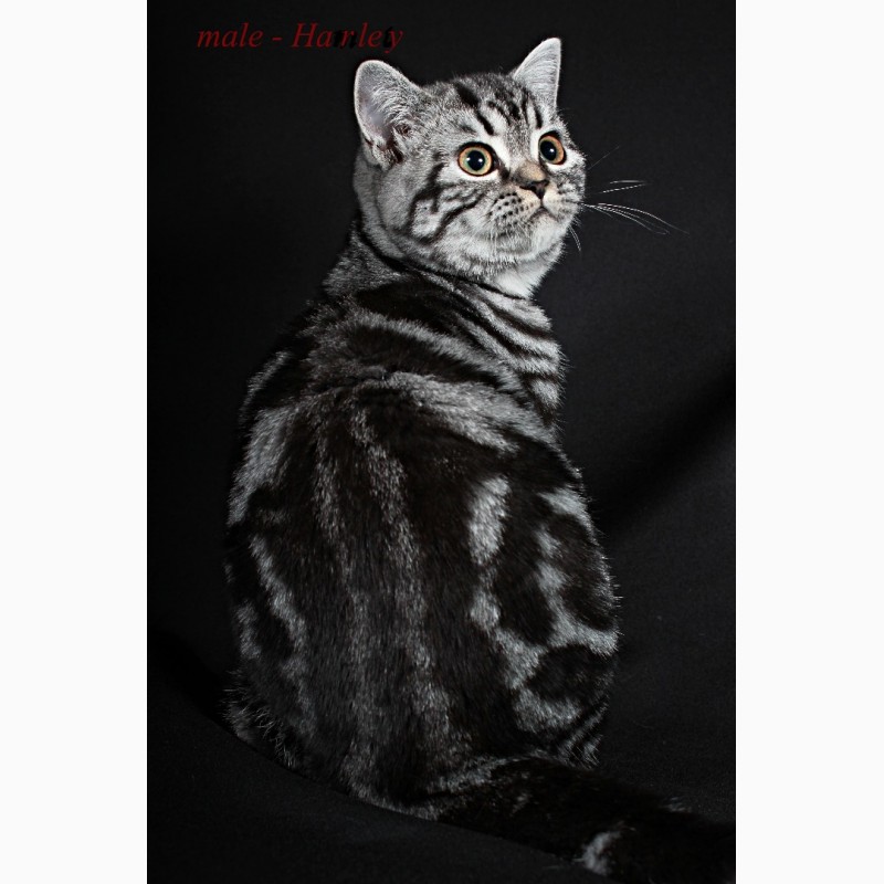 Фото 2/5. Британский короткошерстный котенок