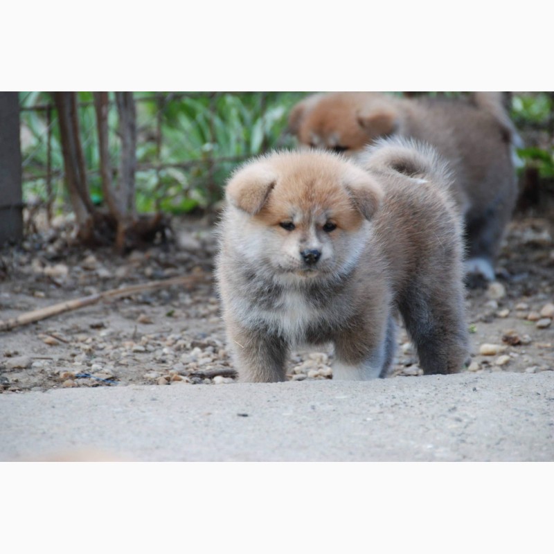 Фото 5. Продаються щенята Akita inu