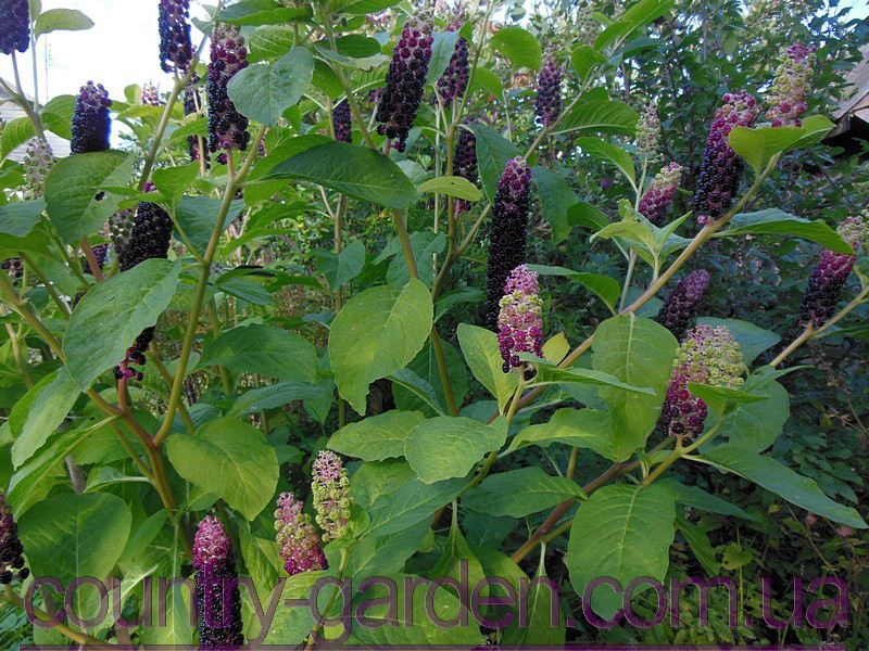 Фото 4. Продам саженцы Лаконос и много других растений (опт от 1000 грн)
