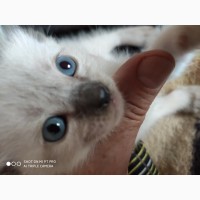 Сиамские голубоглазые котята